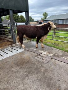 Hereford bulls Westmeath