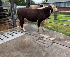 Hereford bulls Westmeath