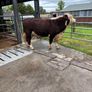 Hereford bulls Westmeath Image 4