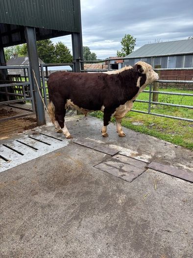 Hereford bulls Westmeath