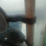 Musk Turtle and Tank Image 3