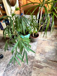Free to take! Indoor Green Plants (in pots)