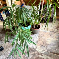 Free to take! Indoor Green Plants (in pots)