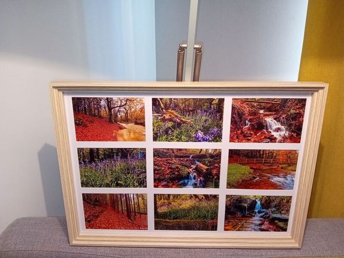 Curragh Woods