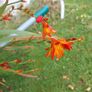 Crocosmia Image 2
