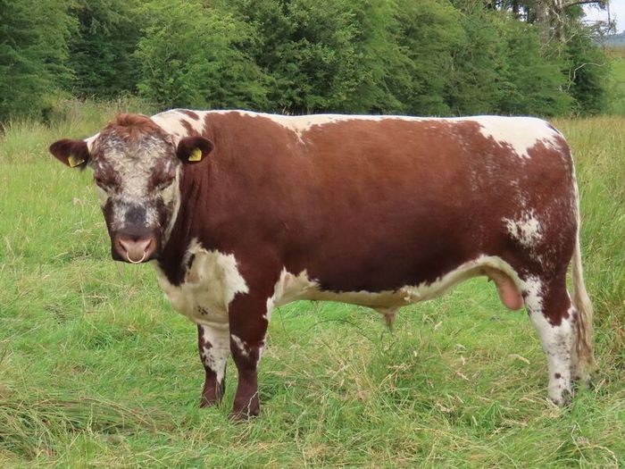 Bull - Pedigree Irish Moiled