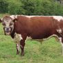 Bull - Pedigree Irish Moiled Image 3