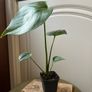 Monstera Deliciosa Image 3