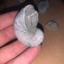 Fossil Collection : Clam fossils & Devils Toenail lot Image 6
