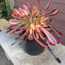 aeonium lina (rare succulent) Image 7