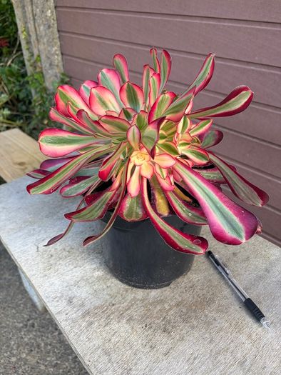 aeonium lina (rare succulent)