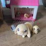 Little live pet sets Image 4