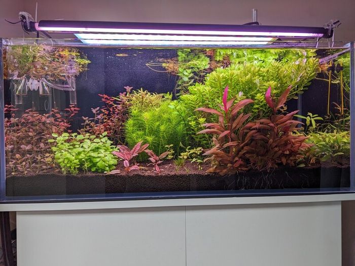 Custom Optiwhite Aquarium + Stand (85 L)