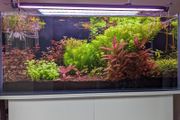 Custom Optiwhite Aquarium + Stand (85 L)