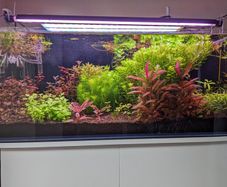 Custom Optiwhite Aquarium + Stand (85 L)