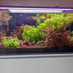 Custom Optiwhite Aquarium + Stand (85 L)