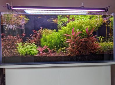Custom Optiwhite Aquarium + Stand (85 L)