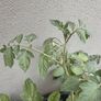 Tomato plant Image 3