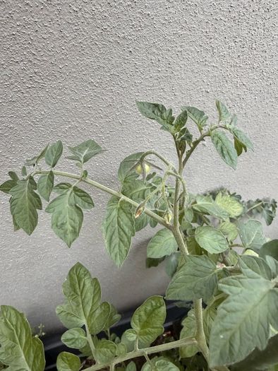 Tomato plant