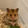 hamster Image 2