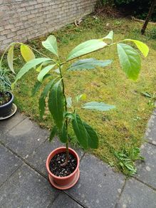 Avocado Trees