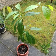Avocado Trees