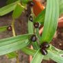 Double Tiger Lily ( Lilium lancifolium 'Flore Pleno' ) 2ft tall in a 2 Liter pot ( with bulbils ) Image 2