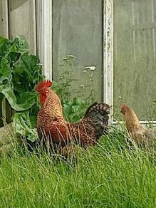 Rooster