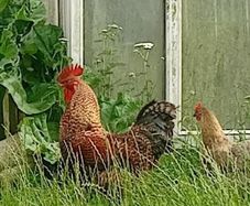 Rooster