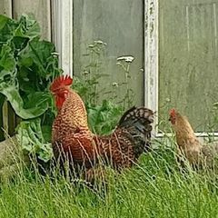 Rooster