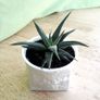 Haworthia succulents Image 2