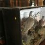 Large cased taxidermy Image 4