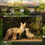 Wildlife Camera 36MP 4K Trail Camera with 940nm Night Vision 0.3s Motion Activated 120 Detecting Range IP66 Waterproof Design for Garden Camera Trap and Outdoor Nature Wildlife Scouting Image 6