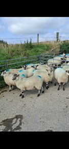 Ewe lambs for sale