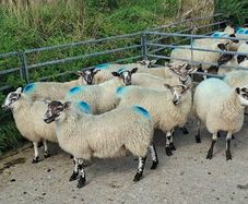 Ewe lambs for sale