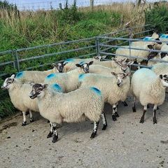 Ewe lambs for sale