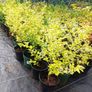 plants Image 3