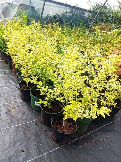 plants