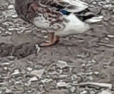 Drakes Bantom roosters