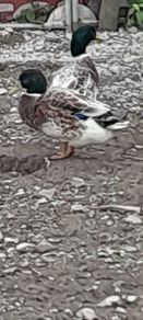 Drakes Bantom roosters