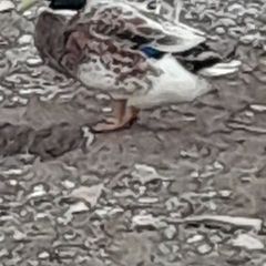 Drakes Bantom roosters