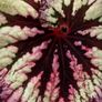 Begonia Image 2