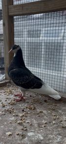 Roller Pigeons