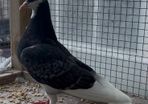 Roller Pigeons