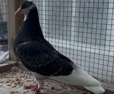 Roller Pigeons