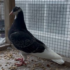 Roller Pigeons