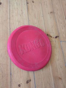 Kong dog frisbee