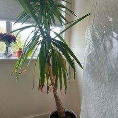 Plant