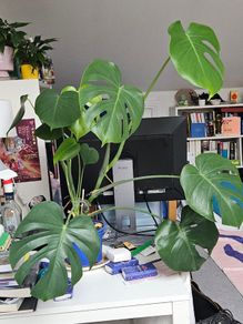 Large Monstera cheese plant