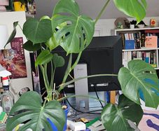 Large Monstera cheese plant